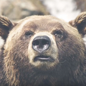 How to Act Around Wildlife: Bears